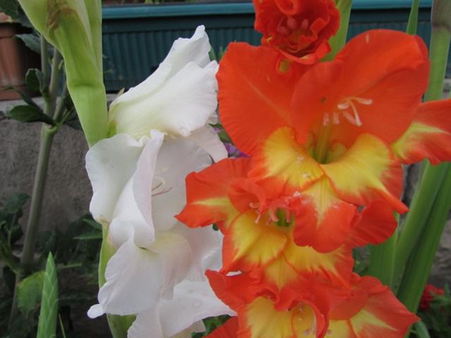 Name:  IMG_0353.jpg
Views: 716
Size:  33.8 KB