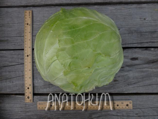 Name:  Bafra1ANATOHUM.jpg
Views: 908
Size:  42.6 KB