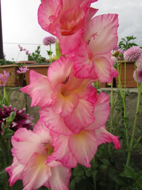 Name:  IMG_0347.jpg
Views: 669
Size:  40.5 KB