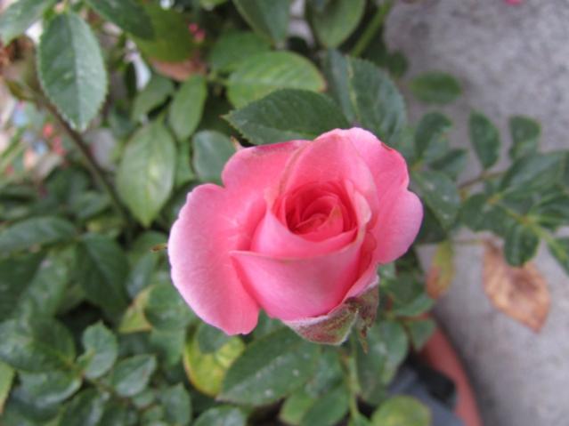Name:  IMG_0355.jpg
Views: 688
Size:  31.5 KB