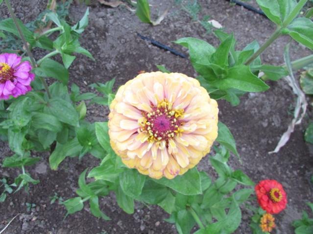Name:  IMG_0431.jpg
Views: 683
Size:  53.0 KB