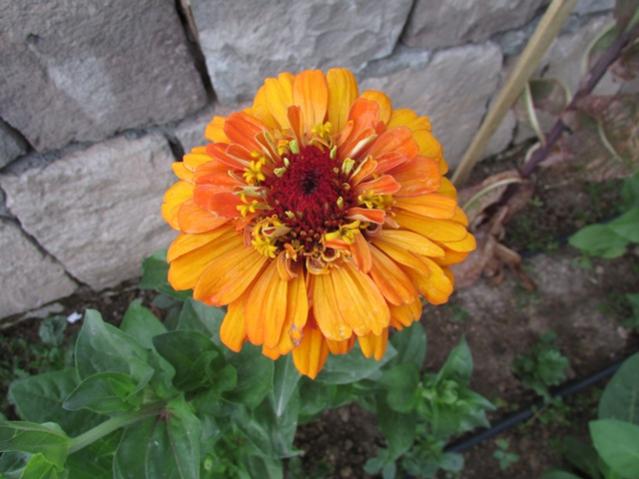 Name:  IMG_0354.jpg
Views: 726
Size:  43.2 KB