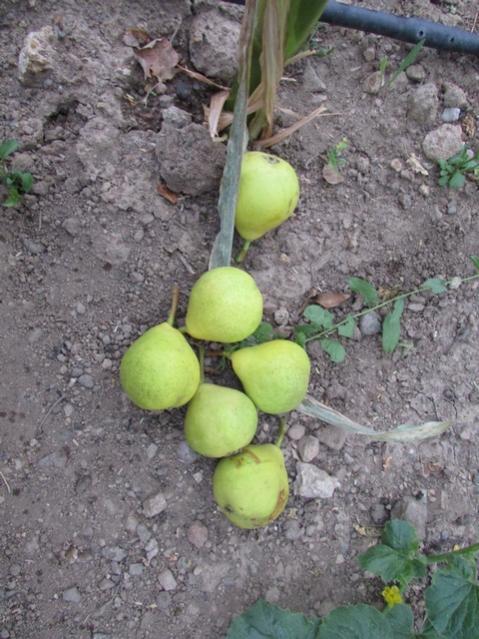 Name:  IMG_0408.jpg
Views: 649
Size:  61.0 KB