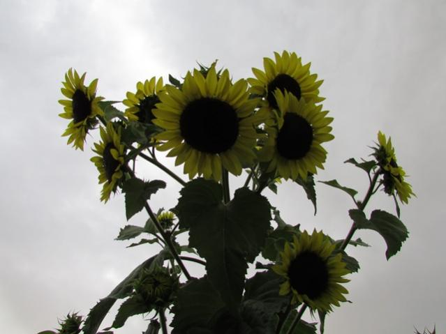 Name:  IMG_0394.jpg
Views: 950
Size:  32.4 KB