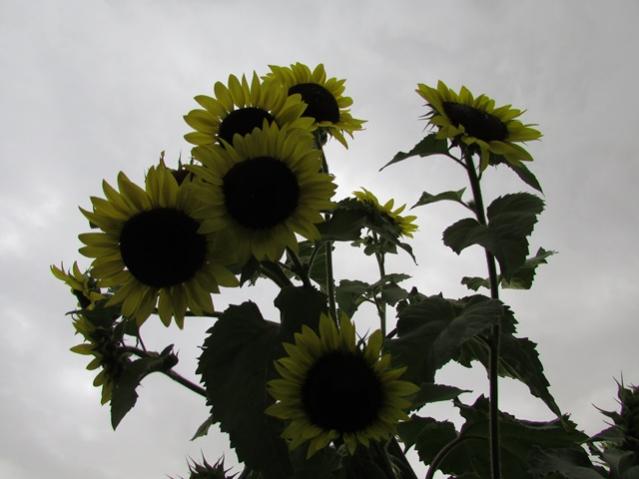 Name:  IMG_0397.jpg
Views: 877
Size:  33.2 KB