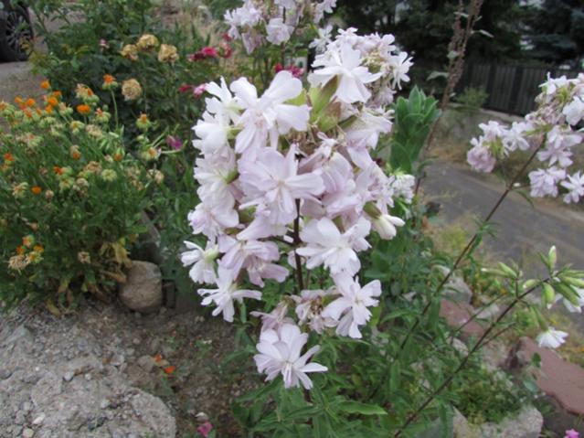 Name:  IMG_0438.jpg
Views: 839
Size:  58.4 KB