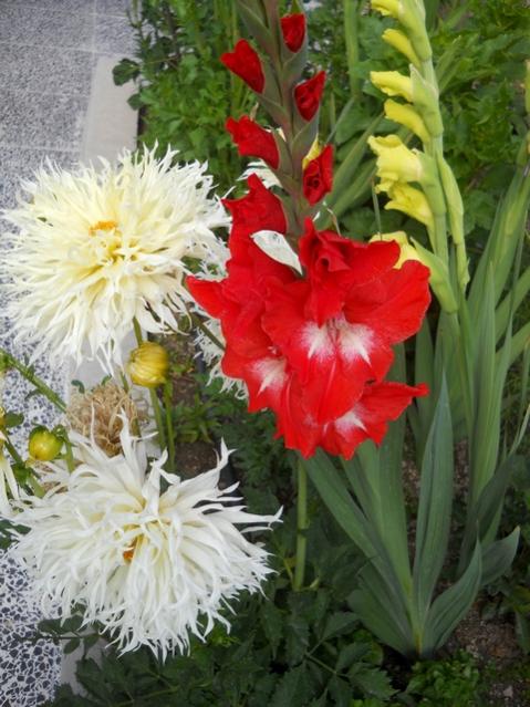 Name:  DSCN6638.jpg
Views: 558
Size:  56.8 KB
