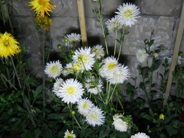 Name:  DSCN6646.jpg
Views: 563
Size:  53.5 KB