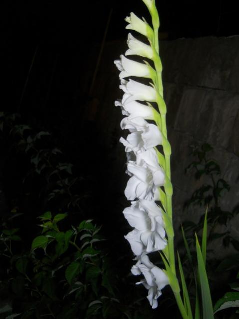 Name:  DSCN6653.jpg
Views: 522
Size:  26.1 KB