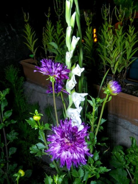Name:  DSCN6655.jpg
Views: 541
Size:  52.7 KB