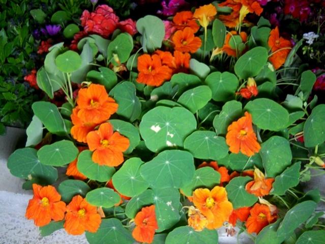 Name:  DSCN6648.jpg
Views: 566
Size:  58.2 KB