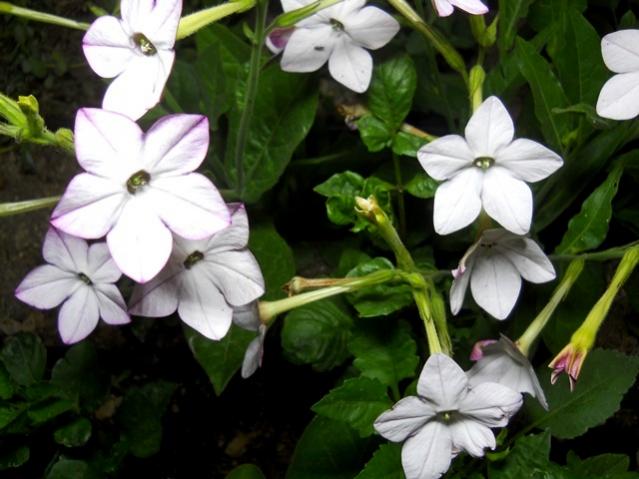 Name:  DSCN6664.jpg
Views: 526
Size:  43.9 KB