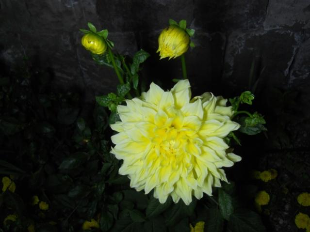 Name:  DSCN6644.jpg
Views: 524
Size:  30.5 KB
