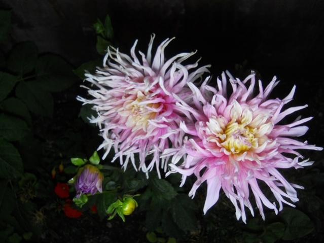 Name:  DSCN6650.jpg
Views: 532
Size:  41.0 KB