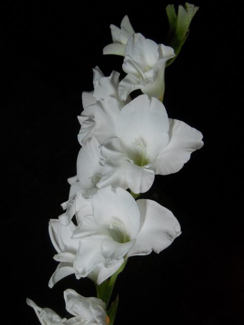 Name:  DSCN6699.JPG
Views: 787
Size:  52.8 KB