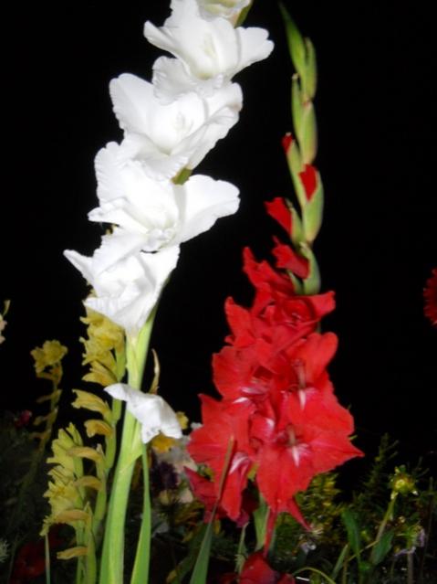 Name:  DSCN6703.jpg
Views: 777
Size:  32.0 KB