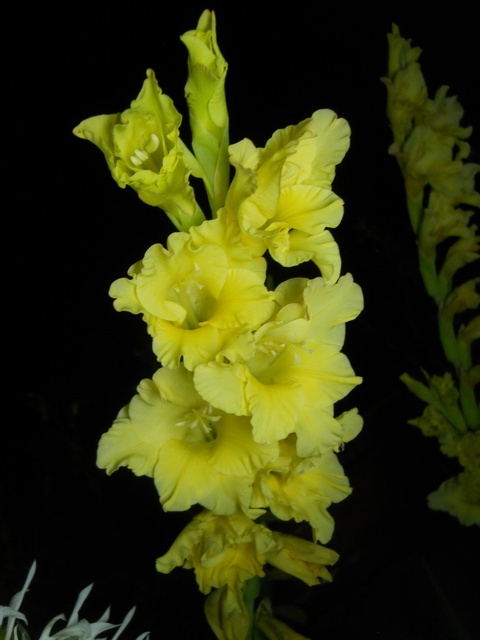 Name:  DSCN6702.JPG
Views: 783
Size:  69.5 KB