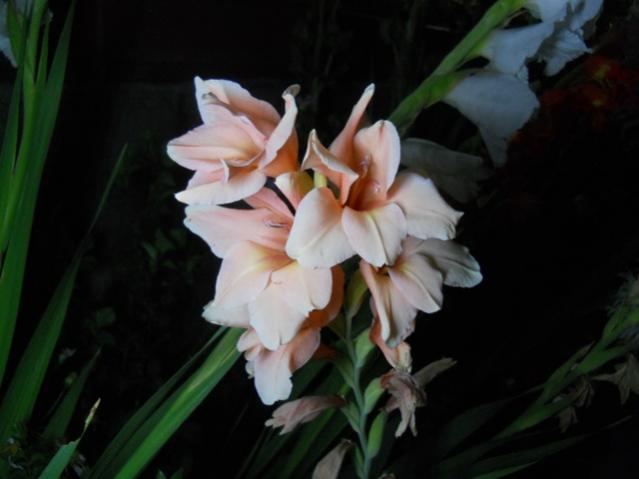 Name:  DSCN6704.jpg
Views: 787
Size:  28.7 KB