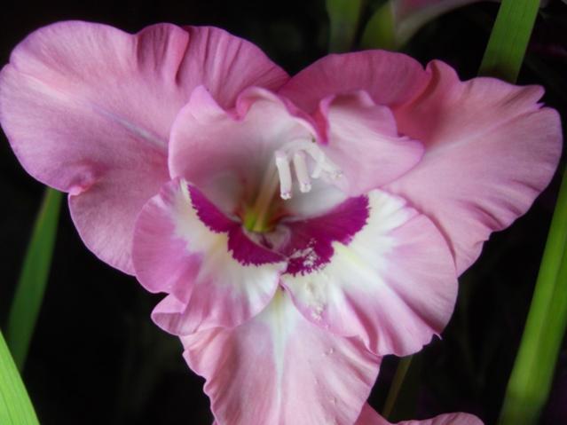 Name:  DSCN6711.jpg
Views: 777
Size:  29.7 KB
