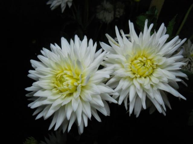 Name:  DSCN6741.jpg
Views: 777
Size:  30.0 KB
