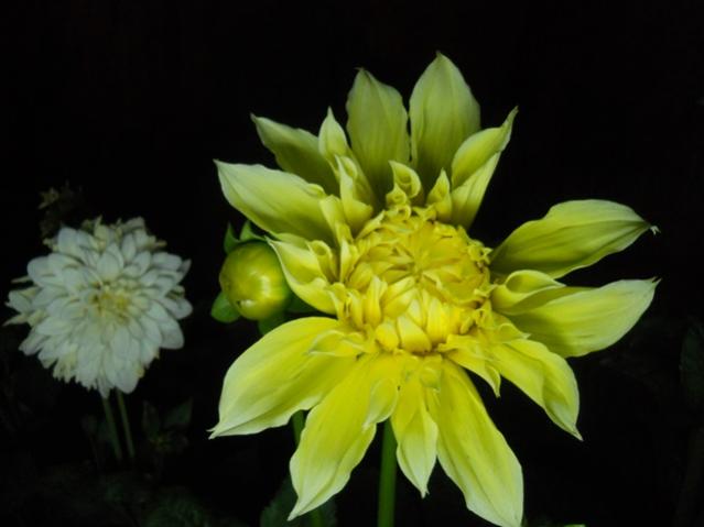 Name:  DSCN6738.jpg
Views: 769
Size:  27.7 KB