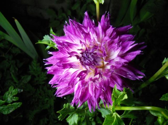 Name:  DSCN6698.jpg
Views: 765
Size:  45.2 KB