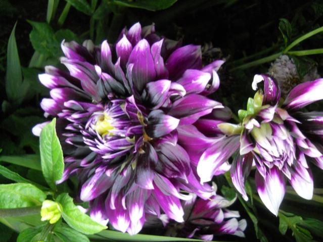 Name:  DSCN6727.jpg
Views: 809
Size:  53.5 KB