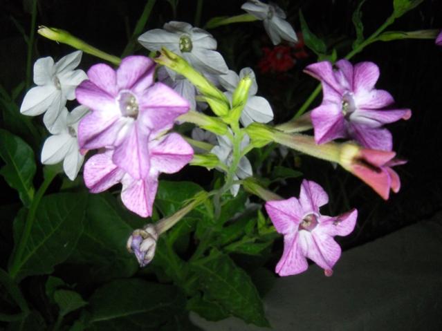 Name:  DSCN6718.jpg
Views: 782
Size:  38.2 KB
