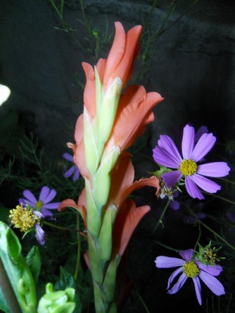 Name:  DSCN6728.jpg
Views: 779
Size:  36.1 KB