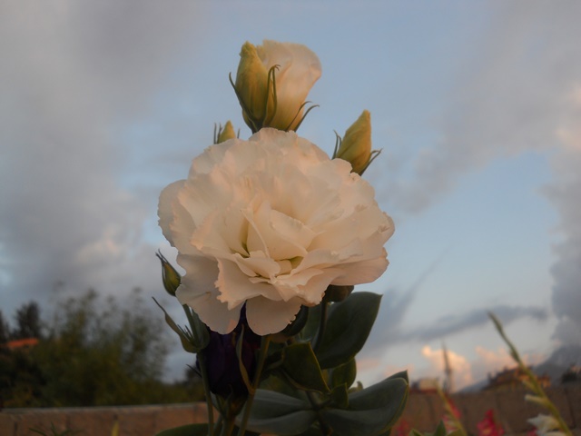 Name:  DSCN6743.JPG
Views: 814
Size:  55.1 KB
