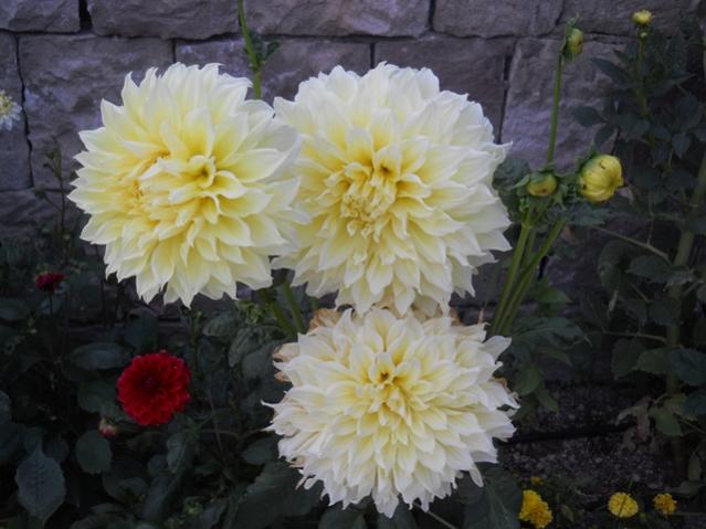 Name:  DSCN6742.jpg
Views: 787
Size:  42.2 KB