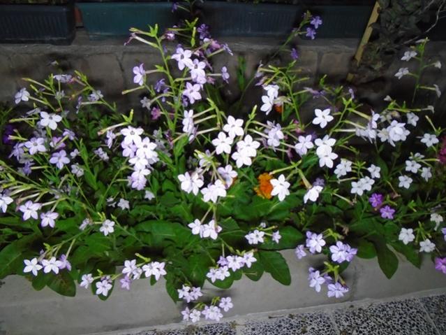 Name:  DSC00007.jpg
Views: 809
Size:  63.4 KB