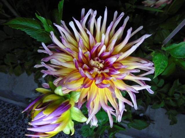 Name:  DSC00015.jpg
Views: 783
Size:  50.4 KB