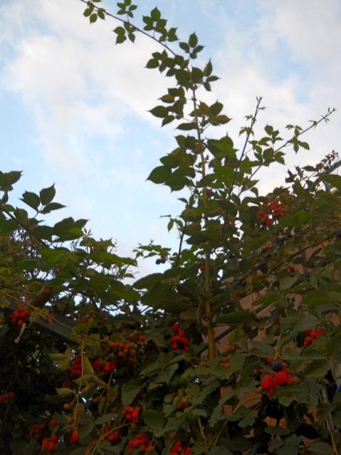 Name:  DSCN6753.jpg
Views: 813
Size:  47.8 KB