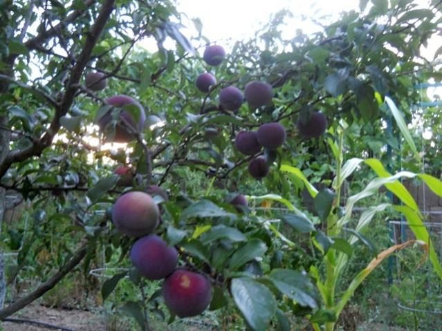 Name:  DSCN6770.jpg
Views: 839
Size:  63.5 KB