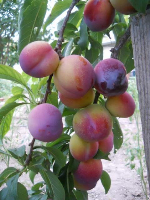 Name:  DSCN6772.jpg
Views: 802
Size:  46.1 KB