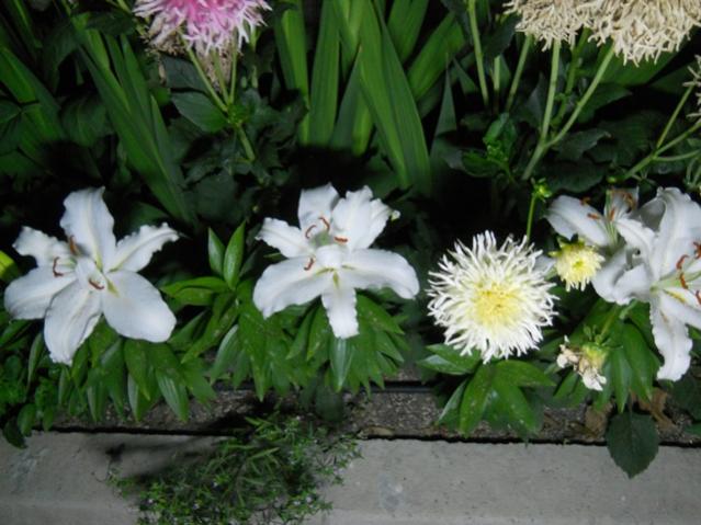 Name:  DSCN6792.jpg
Views: 789
Size:  49.5 KB