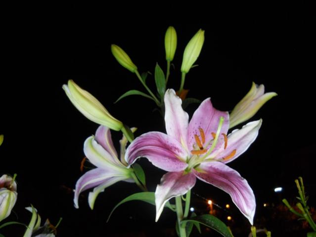 Name:  DSCN6815.jpg
Views: 876
Size:  26.9 KB