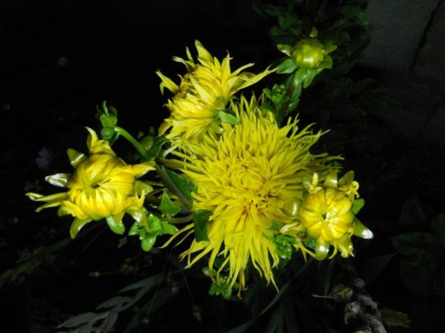 Name:  DSCN6797.jpg
Views: 825
Size:  36.2 KB