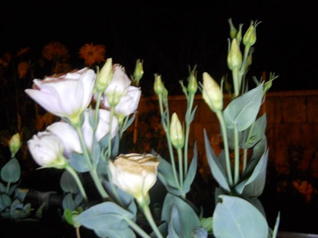 Name:  DSCN6813.jpg
Views: 767
Size:  33.0 KB