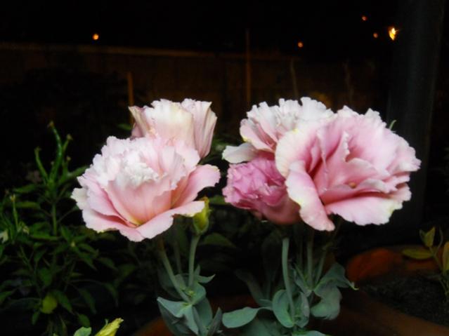 Name:  DSCN6810.jpg
Views: 782
Size:  29.3 KB
