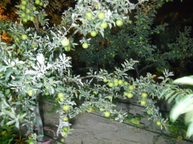 Name:  DSCN6827.jpg
Views: 868
Size:  63.9 KB
