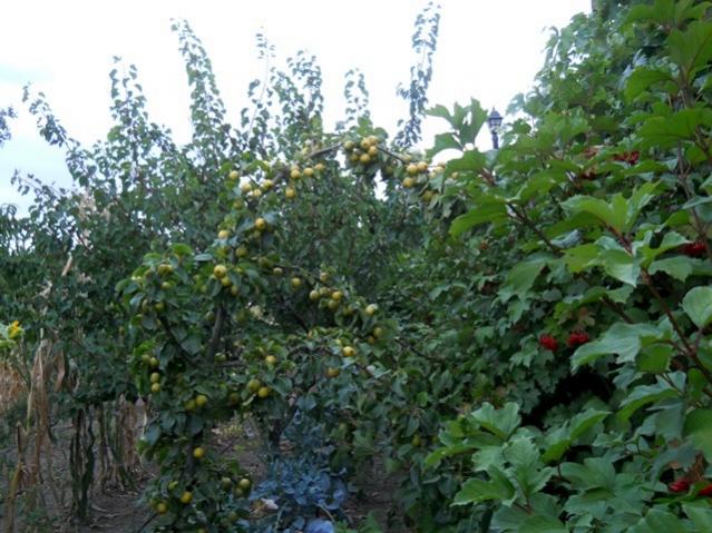 Name:  DSCN6995.jpg
Views: 717
Size:  61.9 KB