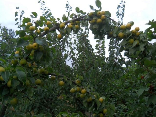 Name:  DSCN6994.jpg
Views: 691
Size:  57.5 KB