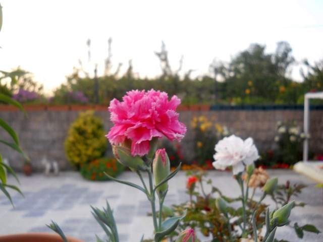 Name:  DSCN6882.JPG
Views: 657
Size:  69.9 KB
