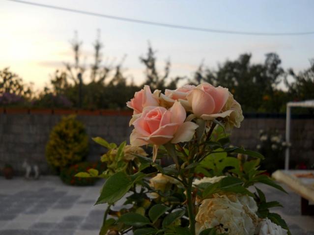 Name:  DSCN6880.jpg
Views: 657
Size:  31.4 KB
