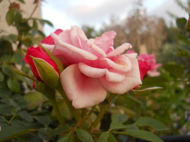 Name:  DSCN6895.jpg
Views: 672
Size:  30.7 KB