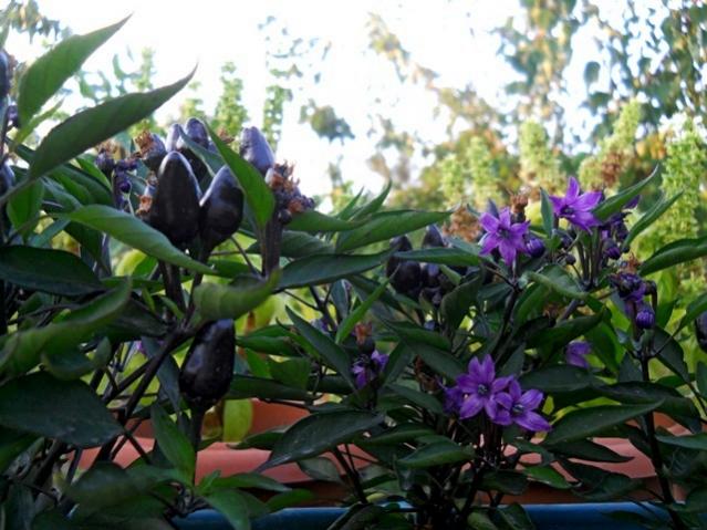 Name:  DSCN6855.jpg
Views: 652
Size:  55.5 KB