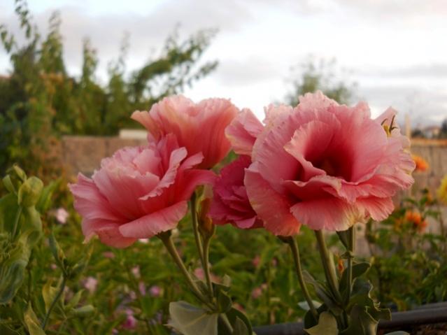 Name:  DSCN6894.jpg
Views: 605
Size:  35.7 KB