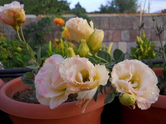 Name:  DSCN6886.jpg
Views: 625
Size:  36.5 KB